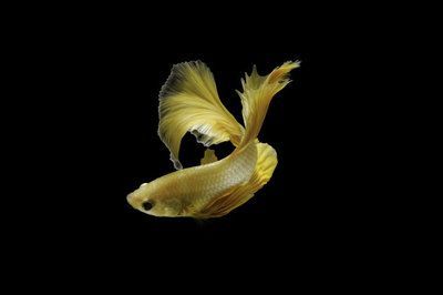 金龍魚尾巴有點黑色：金龍魚尾巴變黑怎么辦
