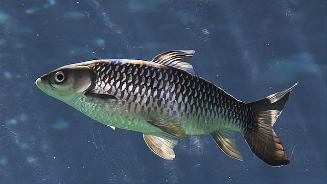 龍魚內外寄可以同時治療嗎？