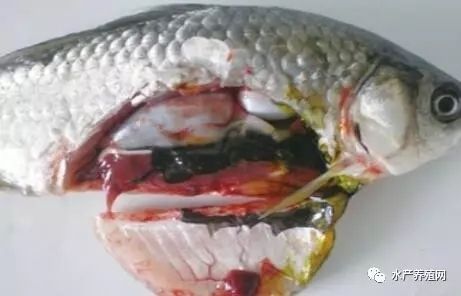 月光鴨嘴魚腸炎病癥狀識別：月光鴨嘴魚腸炎病因探究月光鴨嘴魚腸炎病因探究