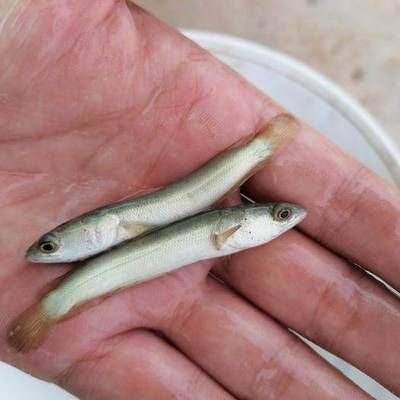 安龍魚苗批發市場：安龍縣魚苗批發市場