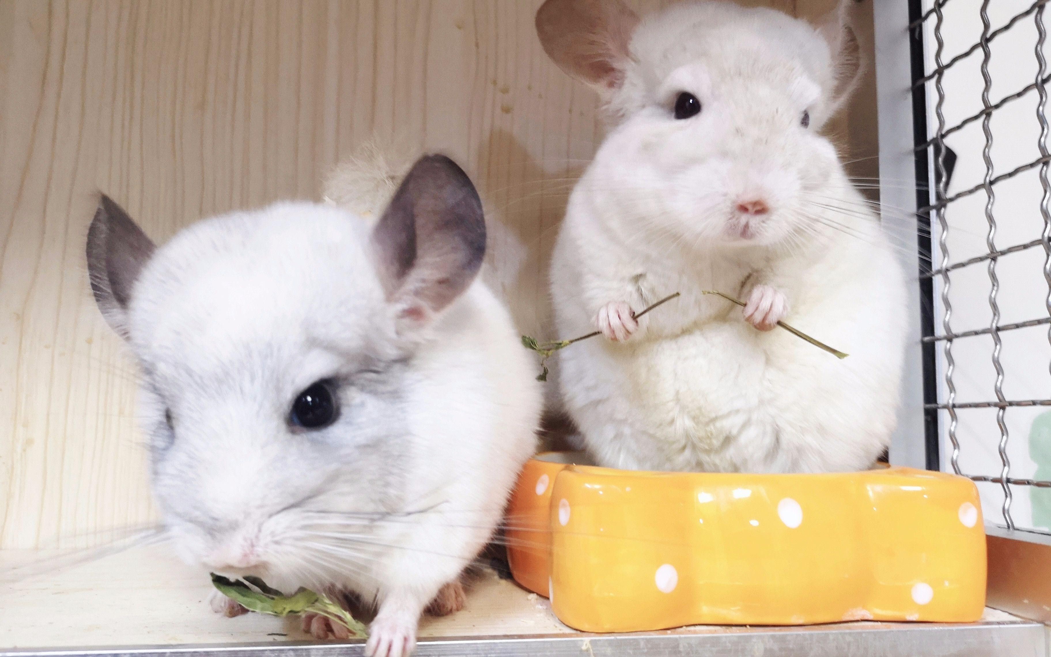 龍貓合籠前需要做哪些準備？