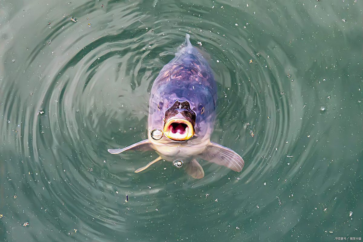 龍魚浮頭張嘴是什么意思？