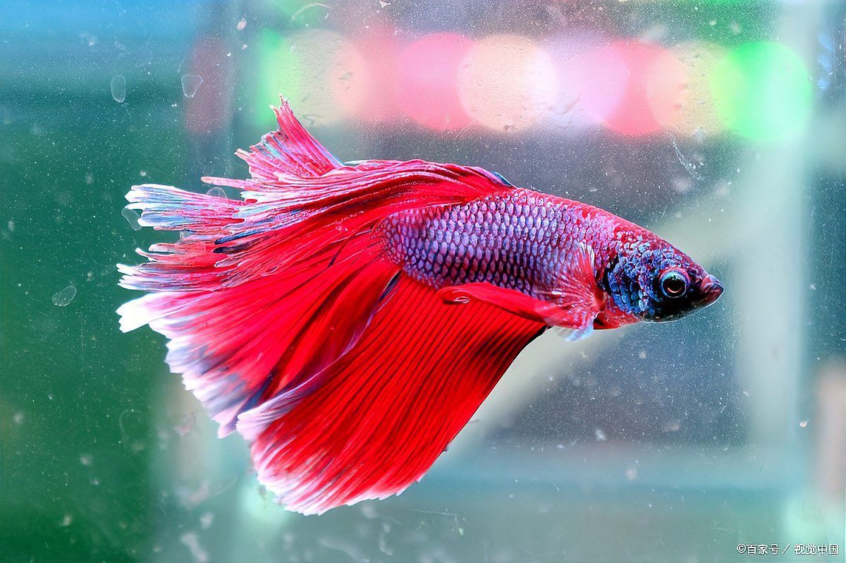 龍魚浮頭張嘴是什么意思？