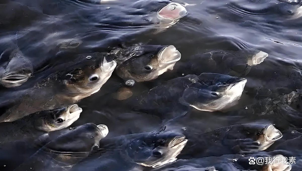 龍魚浮頭張嘴是什么意思？