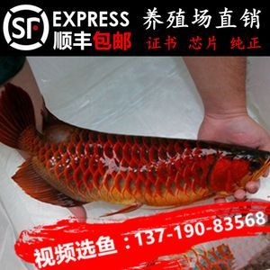 龍魚芯片證書查詢官網（如何使用龍魚芯片證書查詢官網）
