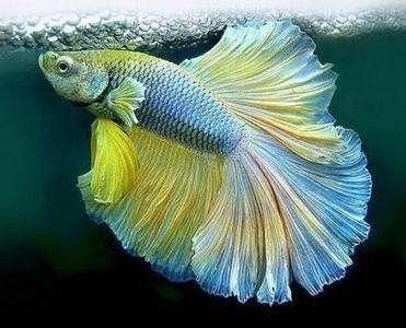 龍魚繁殖期氧氣供給方案：龍魚繁殖期水草種植指南