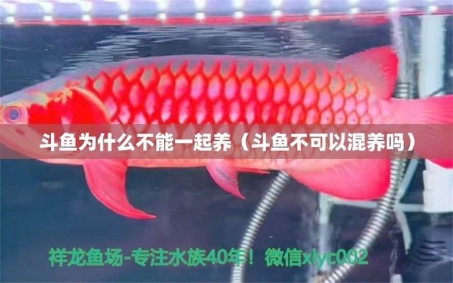 斗魚和金龍魚一起養可以嗎？，斗魚和金龍魚可以一起養嗎
