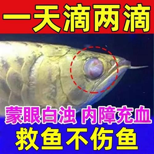 金龍魚眼睛白點是什么原因
