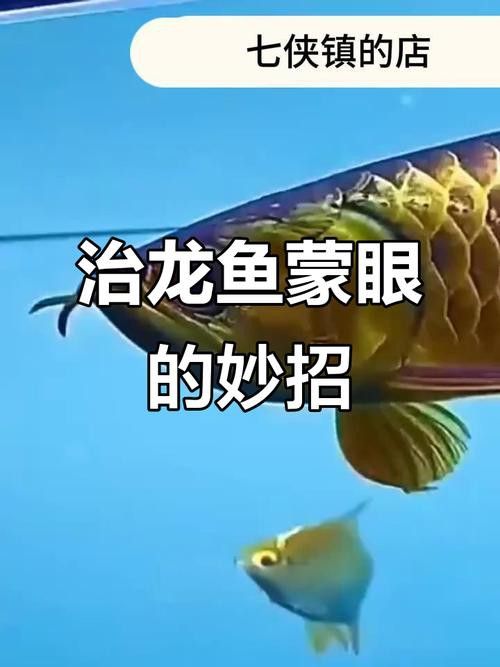 金龍魚眼睛白點是什么原因