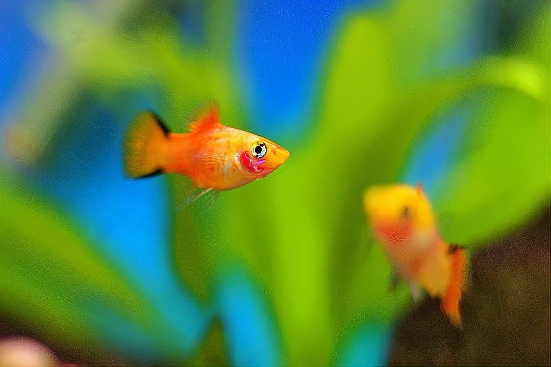 金龍魚眼睛白點是什么原因