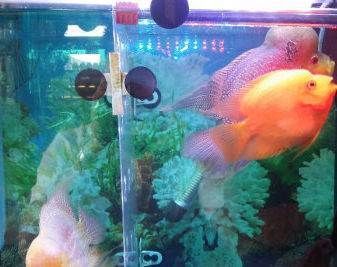 龍魚長期喂金魚好不好：龍魚長期喂食金魚需要注意什么？