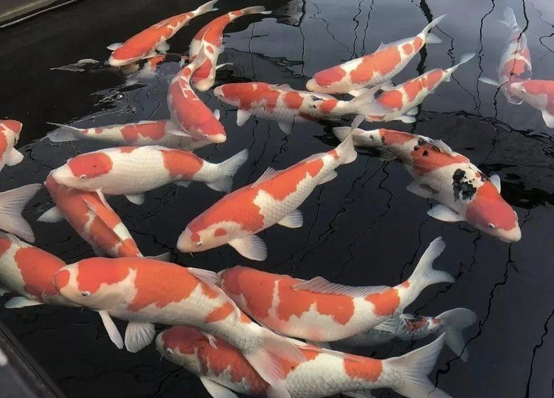 錦鯉幾公分長(zhǎng)開(kāi)始變色