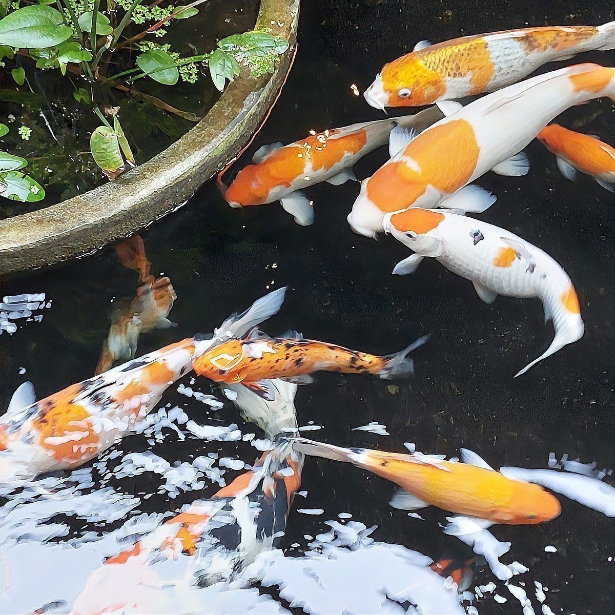 錦鯉幾公分長(zhǎng)開(kāi)始變色