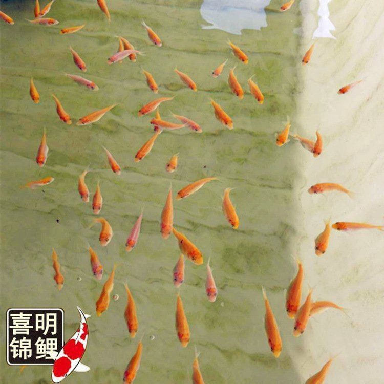 錦鯉幾公分長(zhǎng)開(kāi)始變色