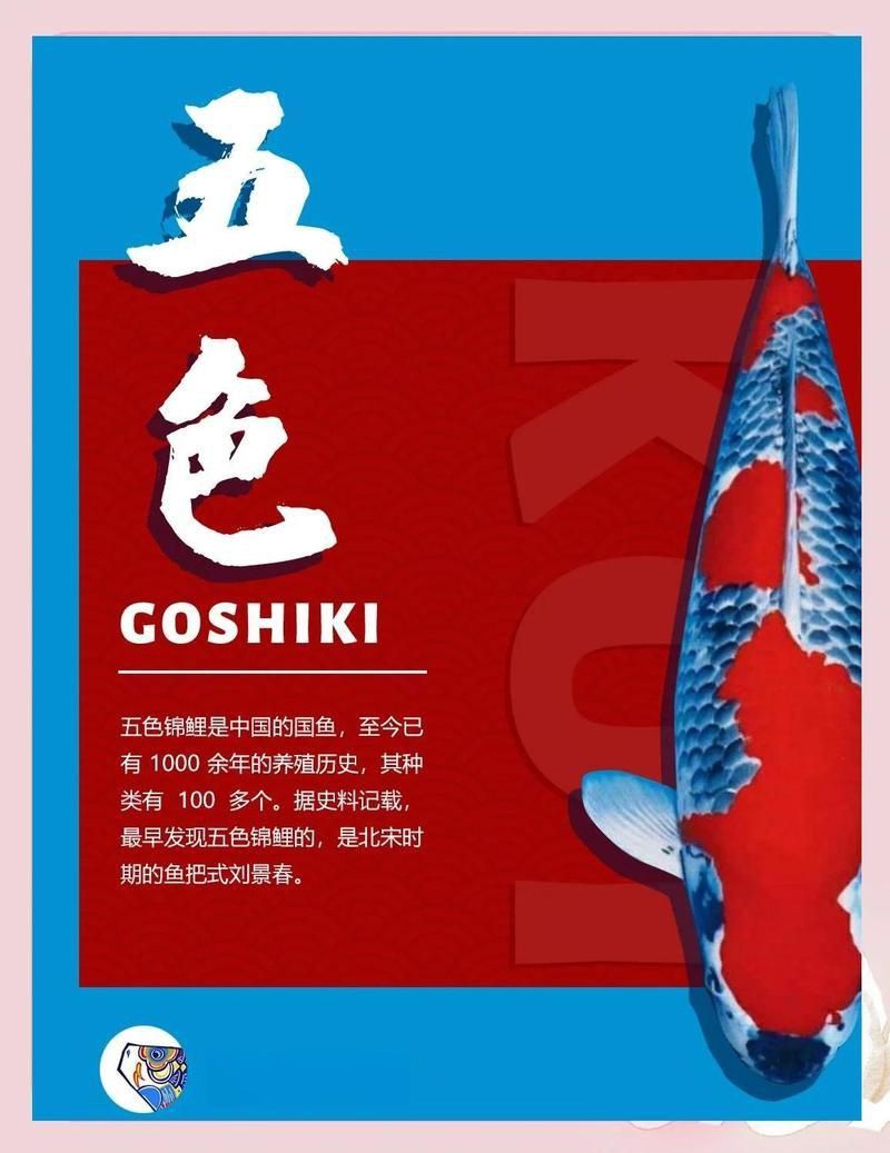 錦鯉幾公分長(zhǎng)開(kāi)始變色