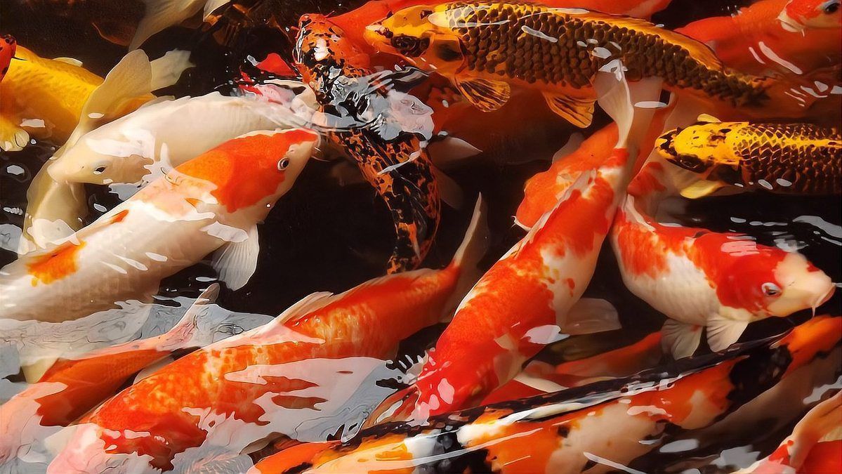 錦鯉幾公分長(zhǎng)開(kāi)始變色