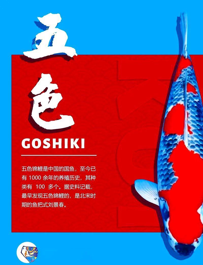 錦鯉幾公分長(zhǎng)開(kāi)始變色