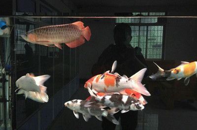 龍魚發(fā)色用什么燈最好：不同龍魚品種的燈光選擇適合的燈光對(duì)促進(jìn)龍魚發(fā)色至關(guān)重要