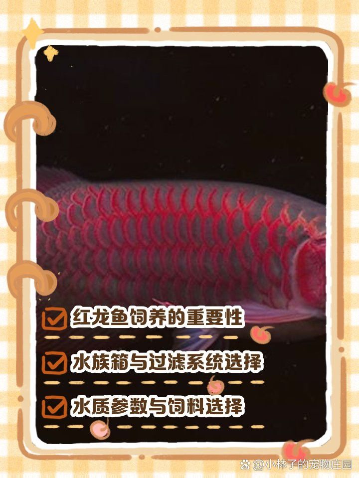 紅龍魚繁殖期間需要多大的水體？ 紅龍魚繁殖期間需要多大的水體？ 龍魚百科 第2張