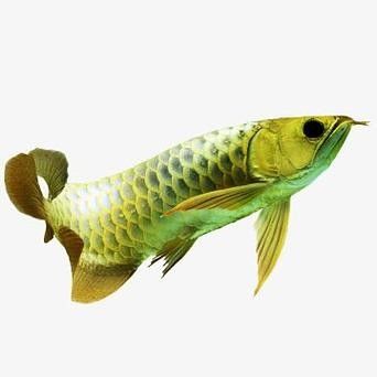 龍魚圖片 頭像高清圖