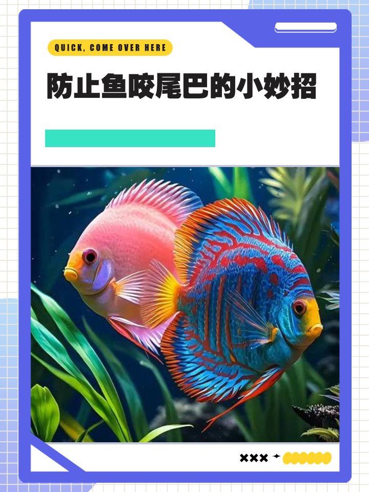粗線銀板魚老是咬龍魚尾巴