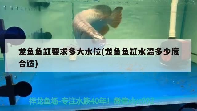 龍魚缸怎么選擇水位高低：關于龍魚缸水位的選擇