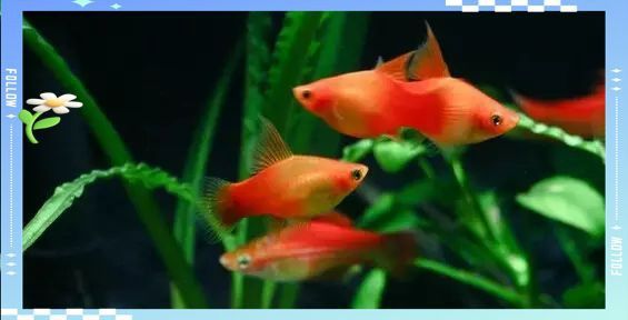 藍月光魚不能養的原因