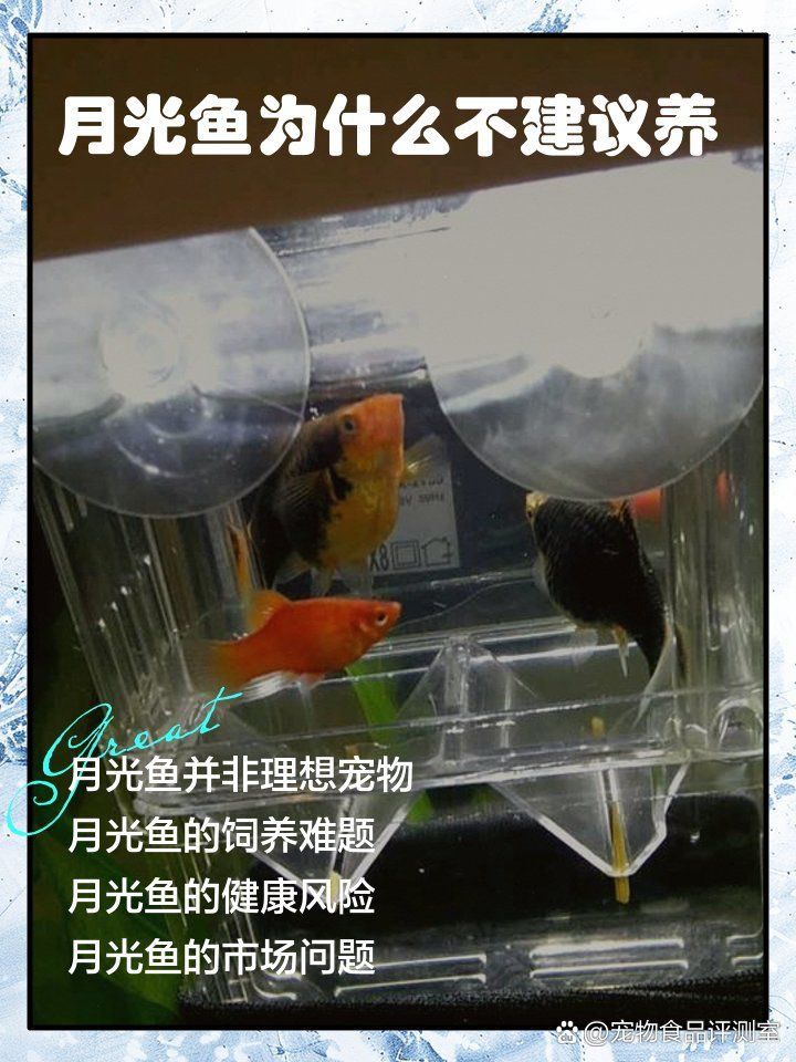 藍月光魚不能養的原因