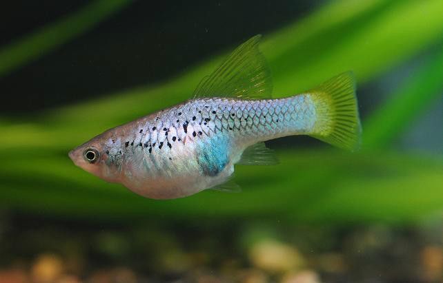 藍月光魚不能養的原因