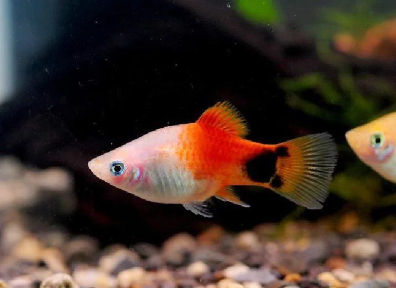 藍月光魚不能養的原因