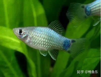 藍月光魚不能養的原因