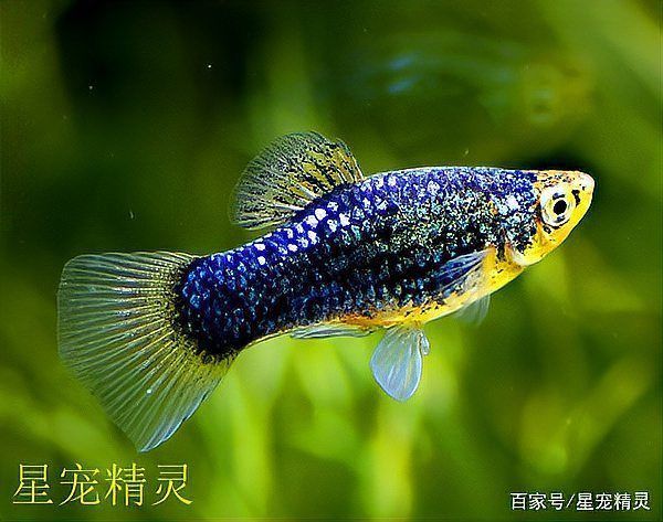 藍月光魚不能養的原因