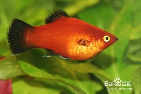 藍月光魚不能養的原因