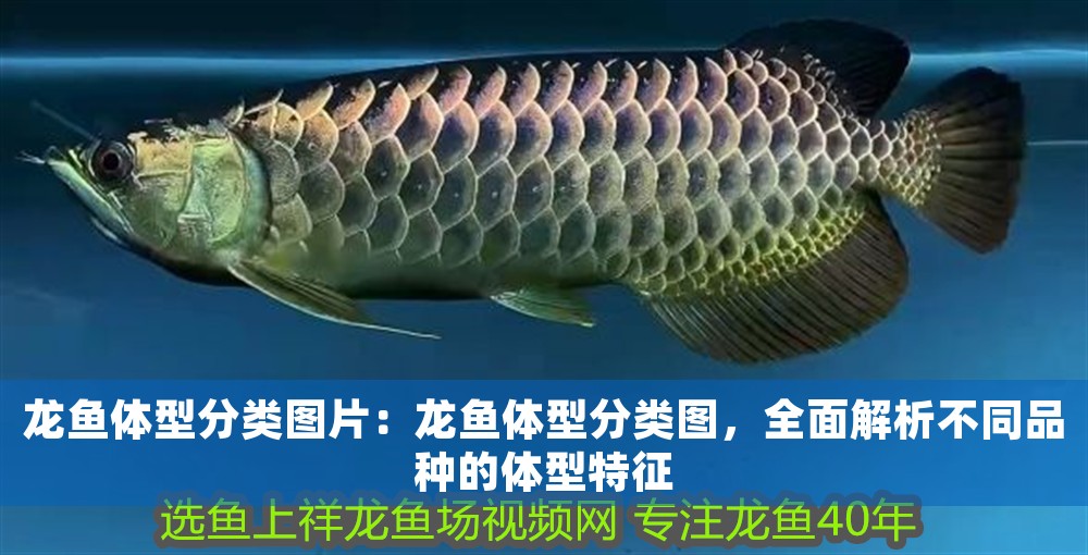 龍魚體型分類圖片：龍魚體型分類圖，全面解析不同品種的體型特征
