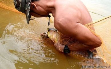 龍魚身體傾斜怎么回事（龍魚身體傾斜可能由哪些因素引起？）