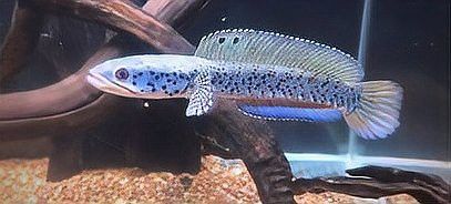 金龍魚可以和雷龍魚混養嗎