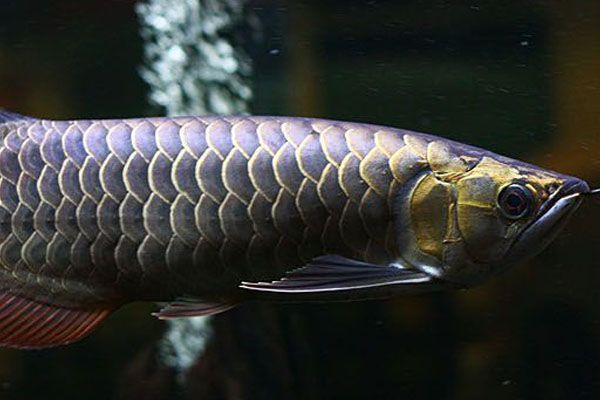 金龍魚鱗沒啥顏色【為什么金龍魚的魚鱗顏色會變淡】