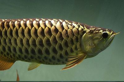 金龍魚鱗沒啥顏色【為什么金龍魚的魚鱗顏色會變淡】