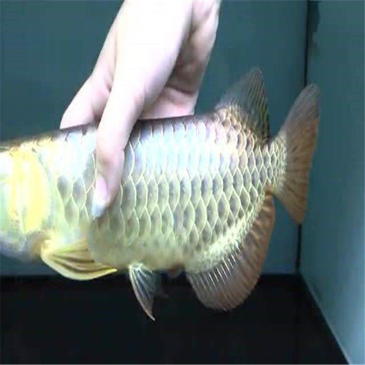 B過背金龍魚的最佳生長溫度是多少？ B過背金龍魚的最佳生長溫度是多少？ 龍魚百科 第4張