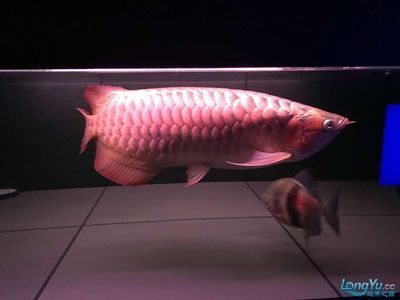 龍魚60公分的大概多少錢【60公分龍魚的價格因素存在較大差異,龍魚60公分大概多少錢】 龍魚百科 第2張 龍魚60公分的大概多少錢【60公分龍魚的價格因素存在較大差異,龍魚60公分大概多少錢】 龍魚60公分的大概多少錢【60公分龍魚的價格因素存在較大差異,龍魚60公分大概多少錢】 龍魚百科 第2張