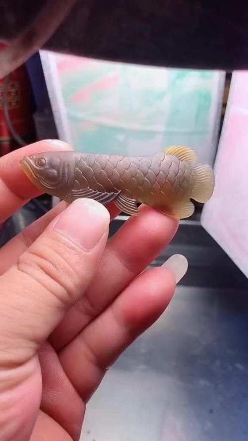 金龍魚翡翠綠色的圖片欣賞大全高清