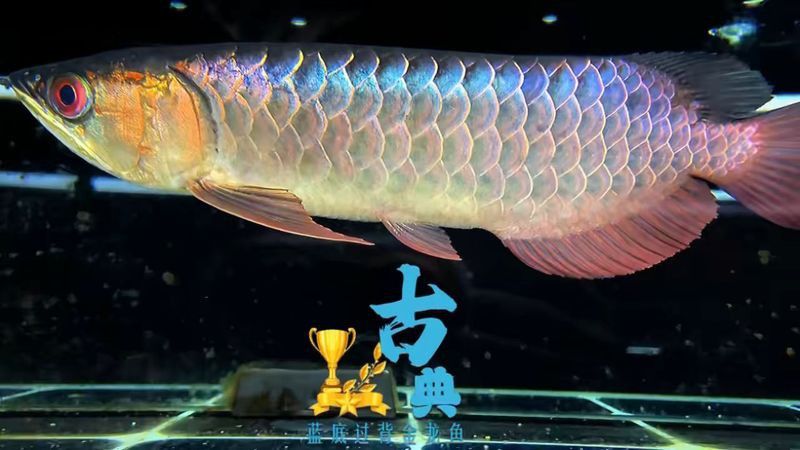 金龍魚翡翠綠色的圖片欣賞大全高清