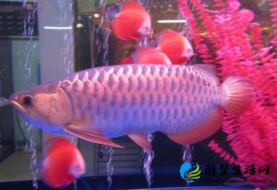 金龍魚會(huì)所指劃：金龍魚會(huì)所指劃“金龍魚會(huì)所”的具體地點(diǎn)或服務(wù)內(nèi)容