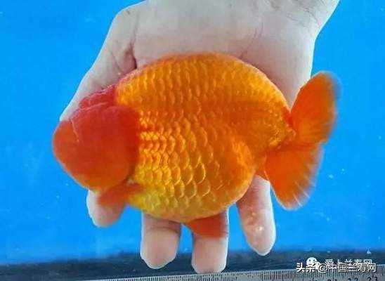 龍魚的發展現狀和趨勢：龍魚的發展現狀可以從多個方面進行分析