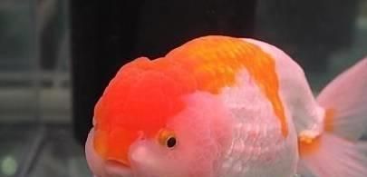 龍魚的發展現狀和趨勢：龍魚的發展現狀可以從多個方面進行分析