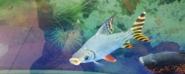祥龍漁場的龍魚怎樣釣魚最好：祥龍漁場的龍魚怎樣釣魚，技巧與經(jīng)驗分享