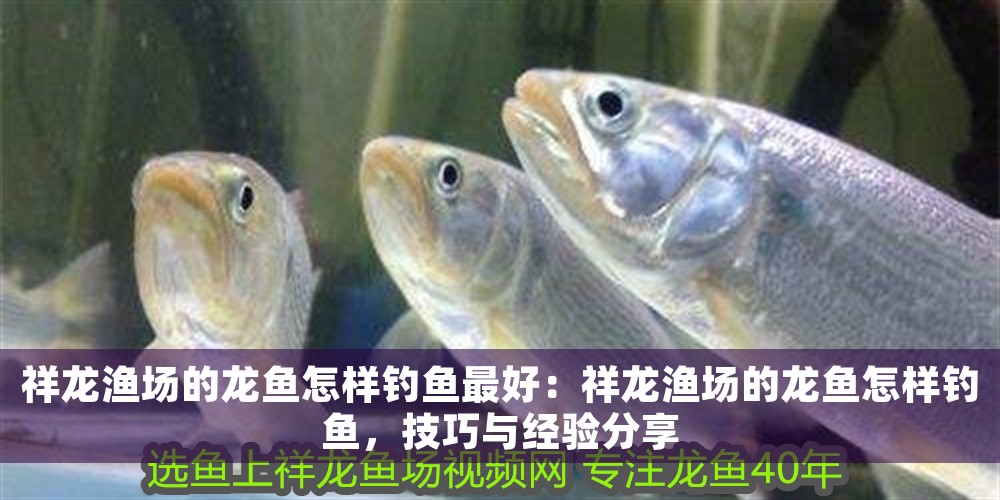 祥龍漁場(chǎng)的龍魚怎樣釣魚最好：祥龍漁場(chǎng)的龍魚怎樣釣魚，技巧與經(jīng)驗(yàn)分享