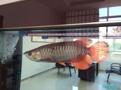 龍魚配多大尺寸的巴西亞（將巴西亞與龍魚混養時，尺寸匹配是一個關鍵因素，養魚者可以得出）