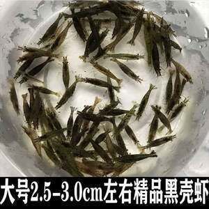 龍魚魚苗開口喂什么食物：龍魚魚苗開口食物選擇