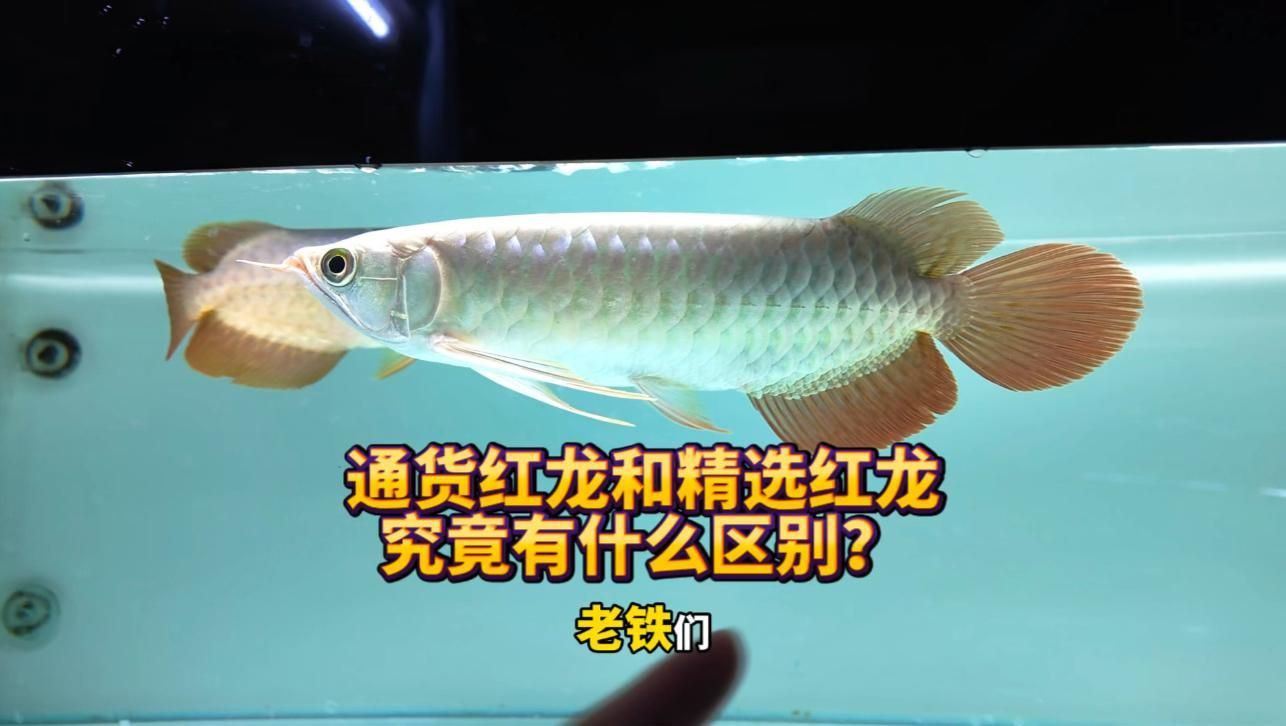 如何區分不同等級的紅龍魚？